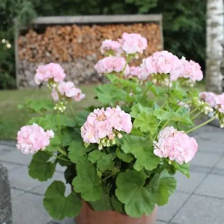 וילה Wonderful House & Garden *